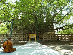 The Bodhi Tree under which Gautama Buddha is said to have obtained Enlightenment.
