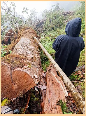 Trees, including Rhododendron, cut down following the government’s order.